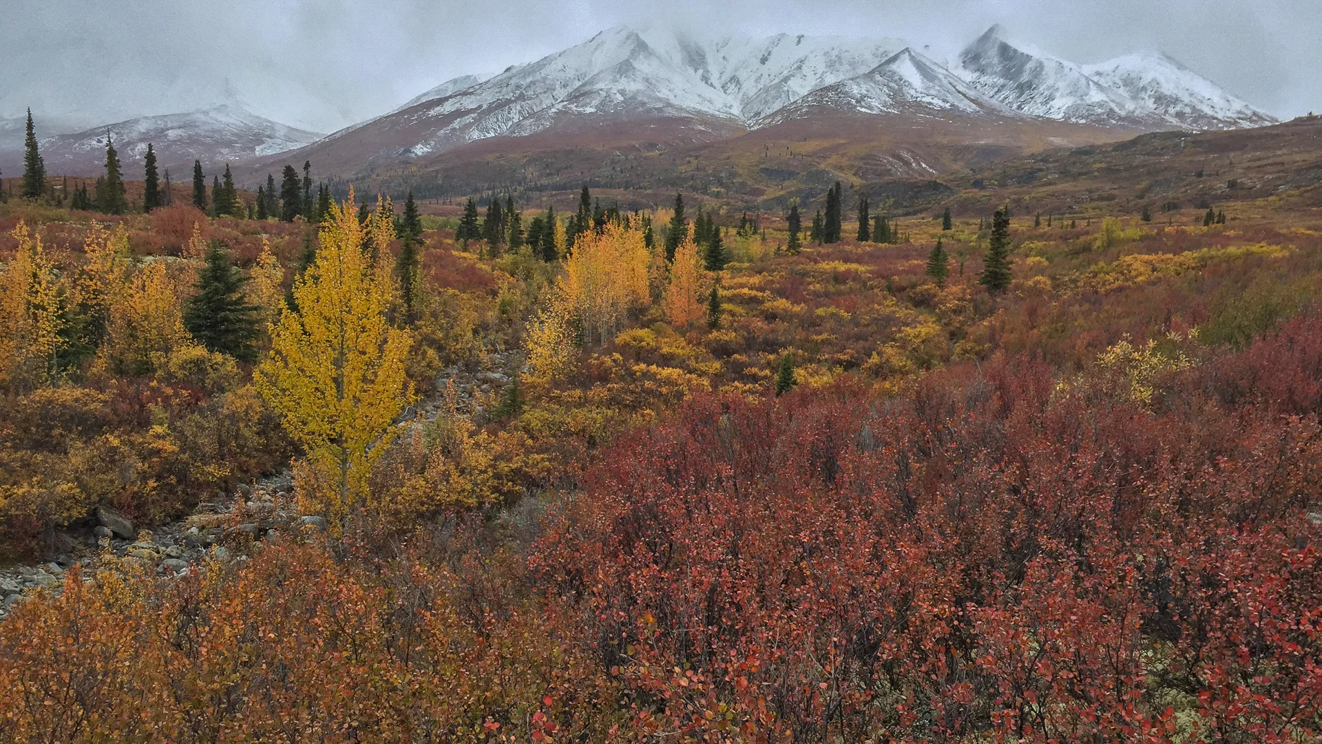 Yukon D11-79.jpg