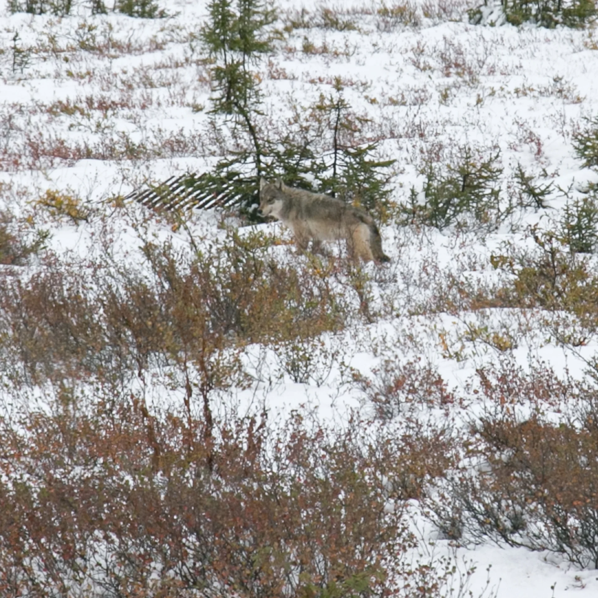 Yukon D12-25.jpg