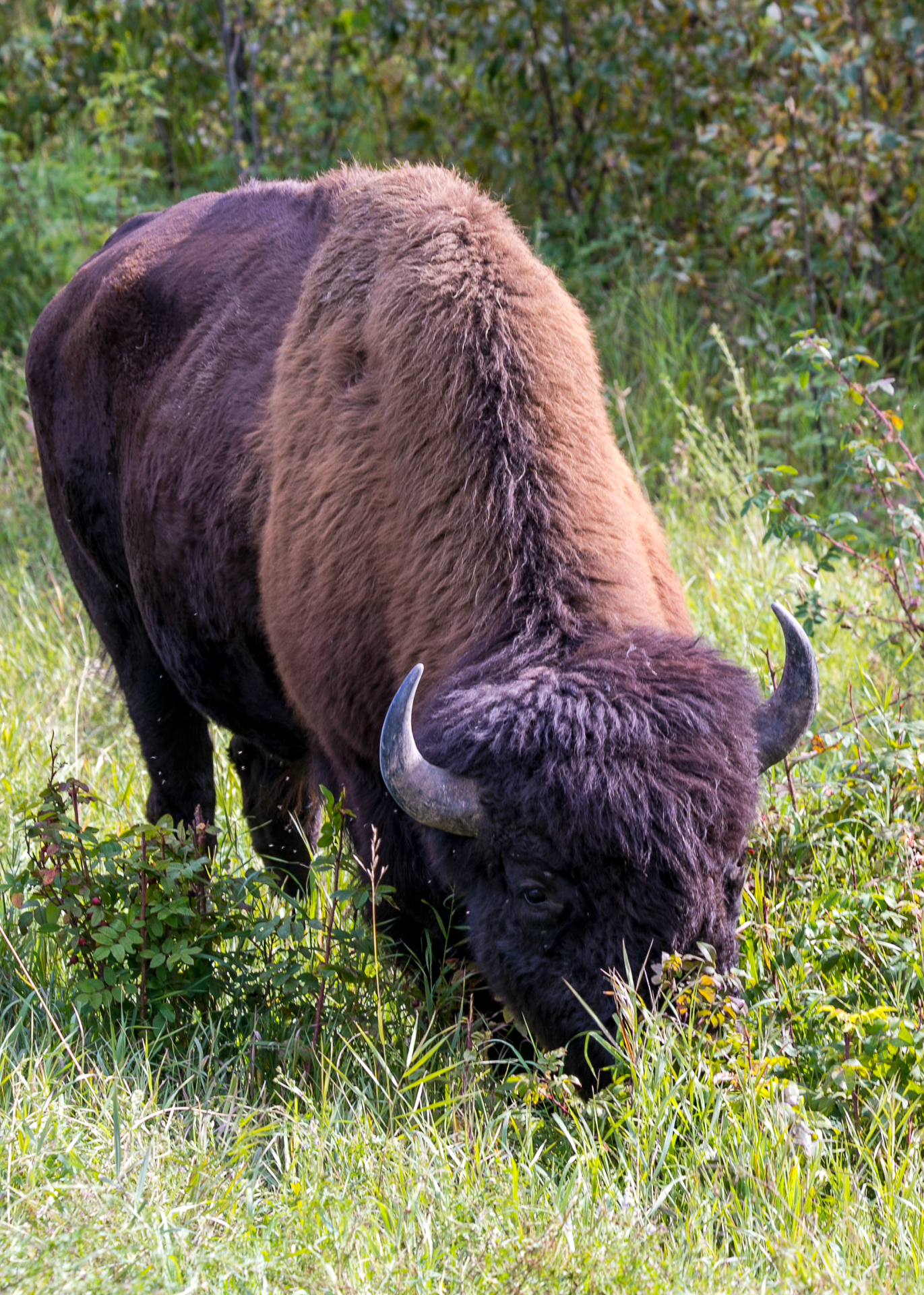 Yukon D15-42.jpg