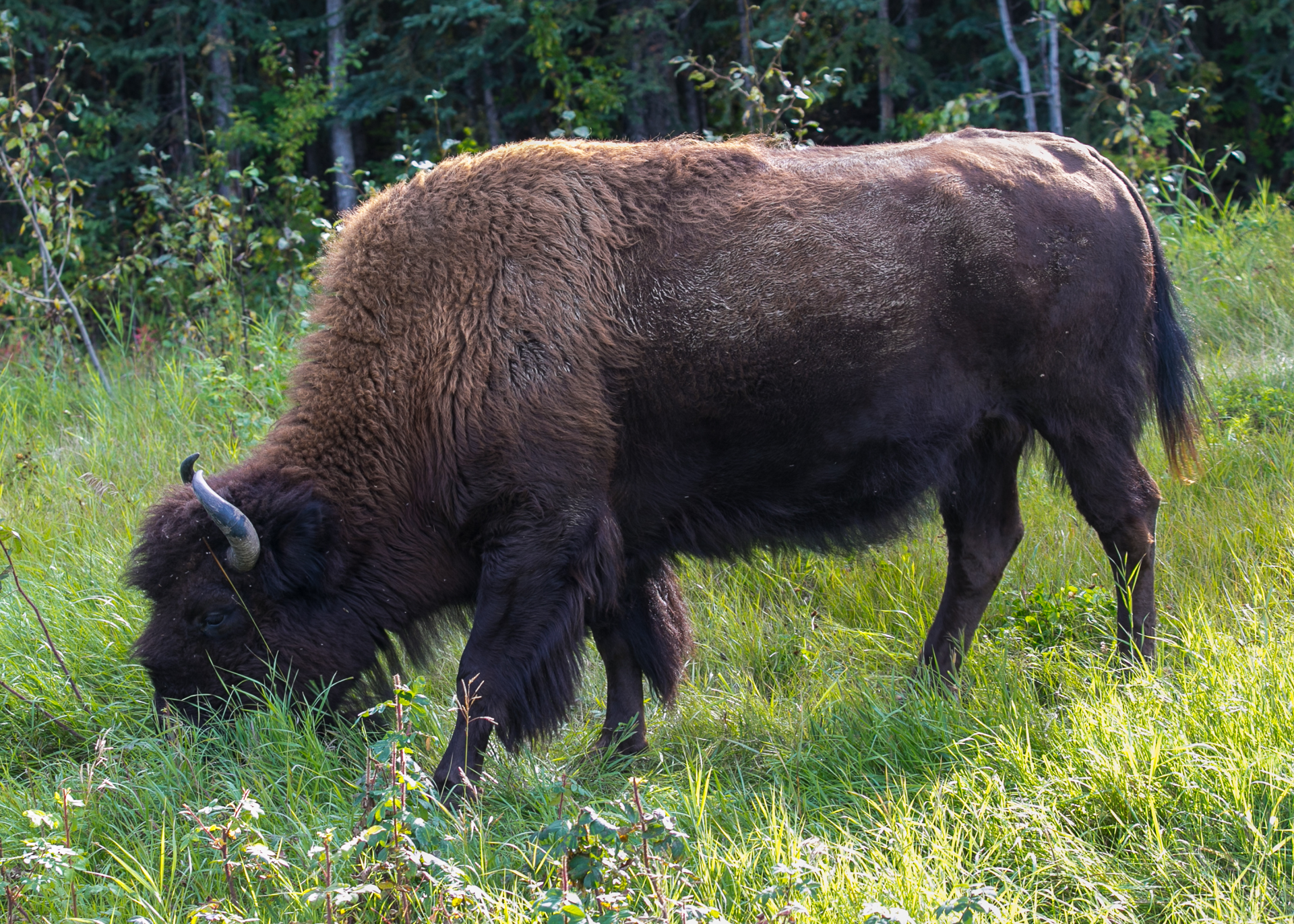 Yukon D15-43.jpg