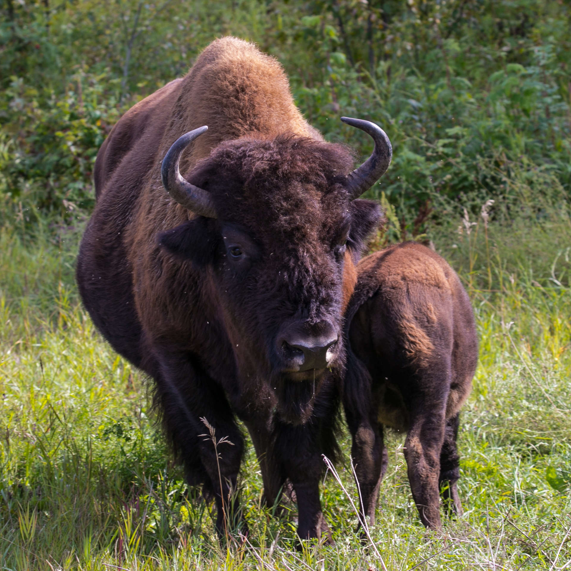Yukon D15-45.jpg