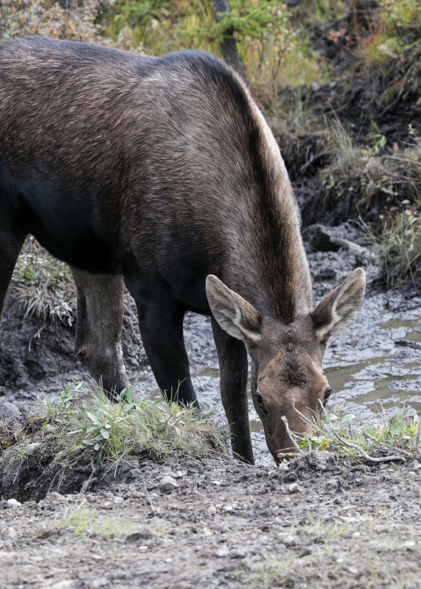 Yukon D16-30.jpg