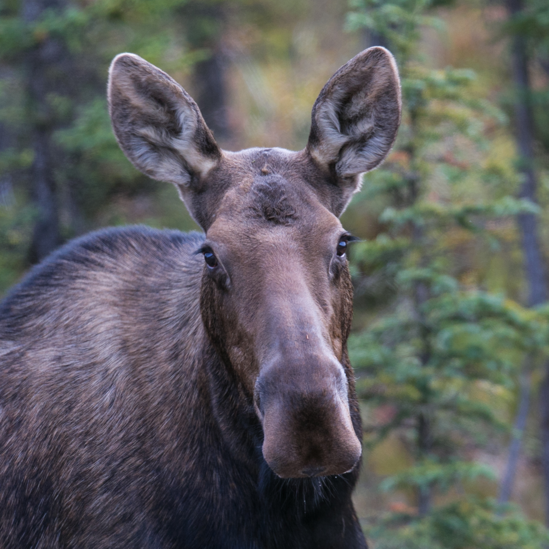 Yukon D16-37.jpg