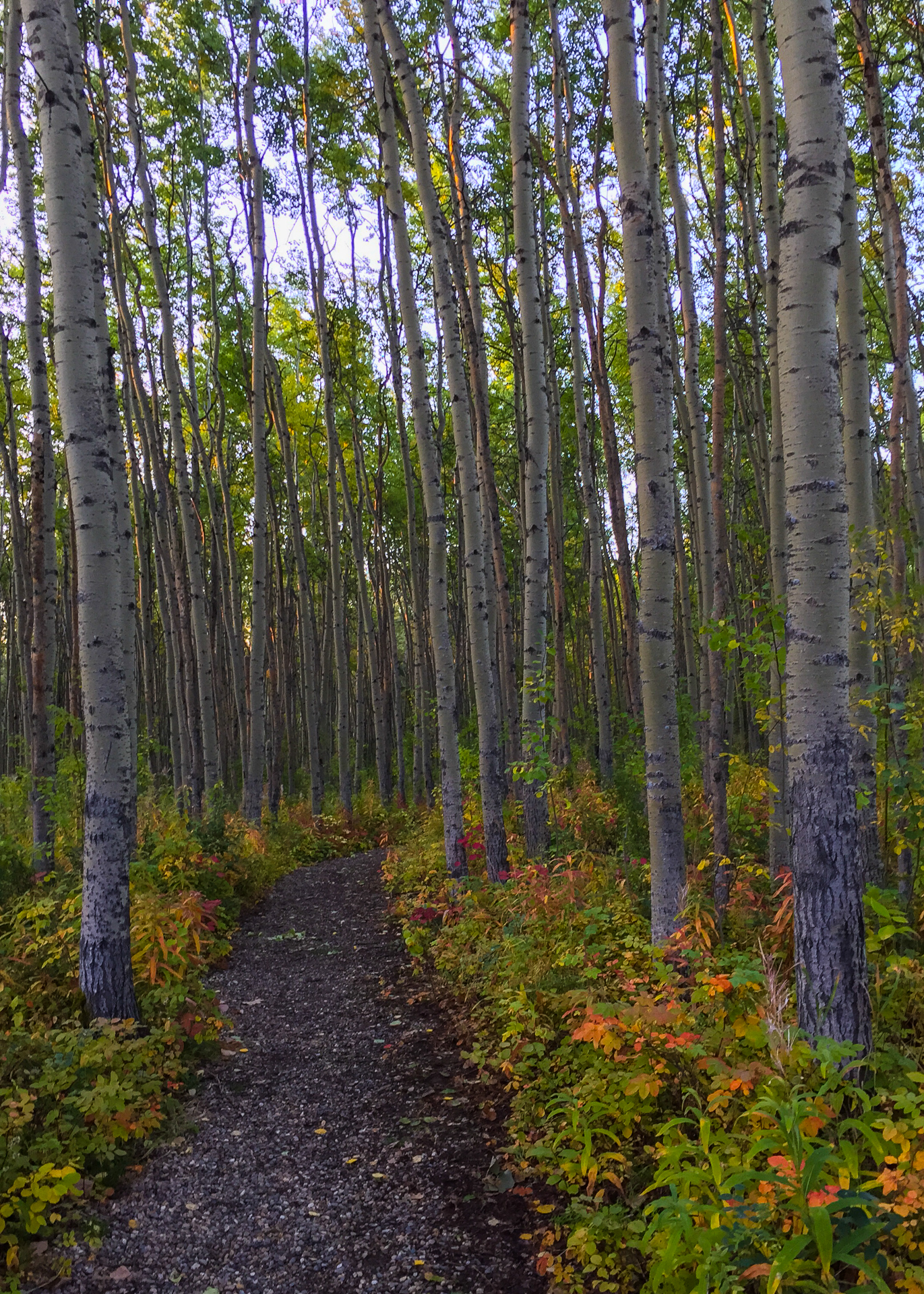 The trees at the campsite at Charlie Lake