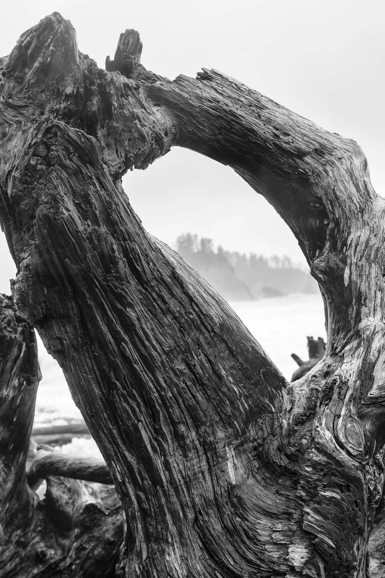 Driftwood on Rialto Beach.