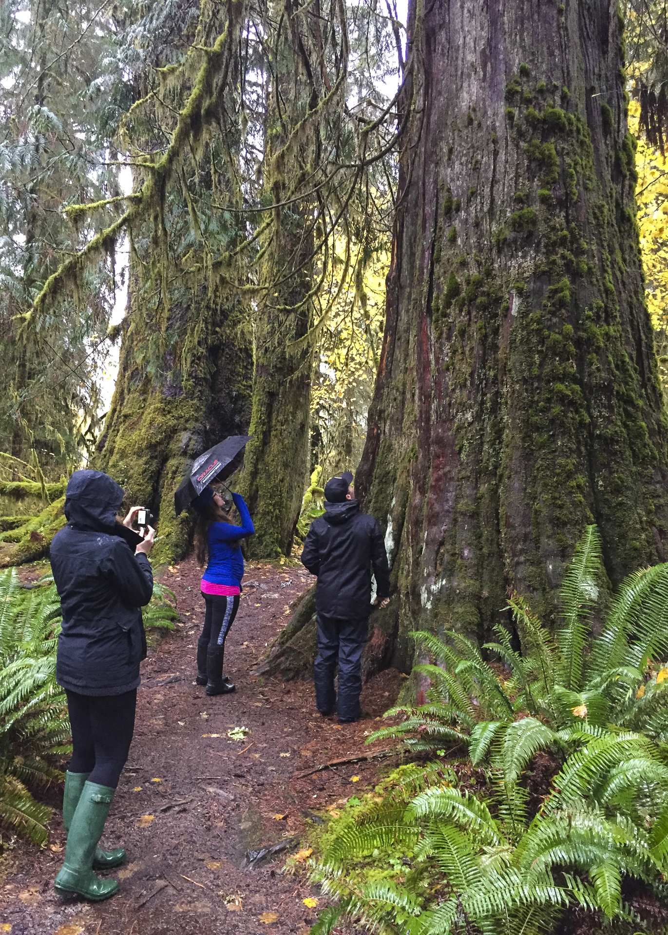 The trees get big in the rainforest.