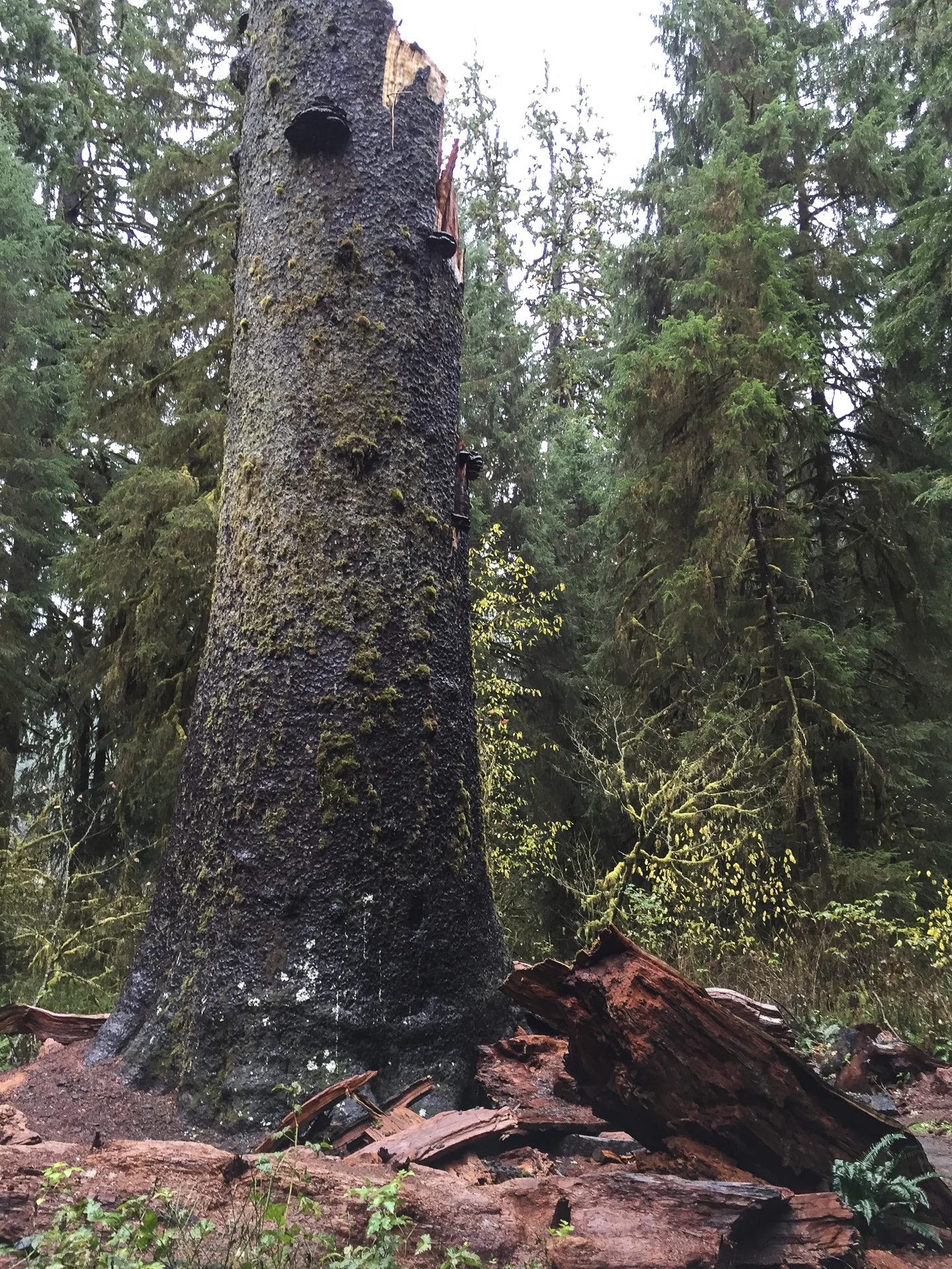 The big sitka. This was once the biggest know Sitka Spruce. Sadly, it broke in a windstorm in December of 2014 - such a shame that we missed seeing it by such a short amount of time!