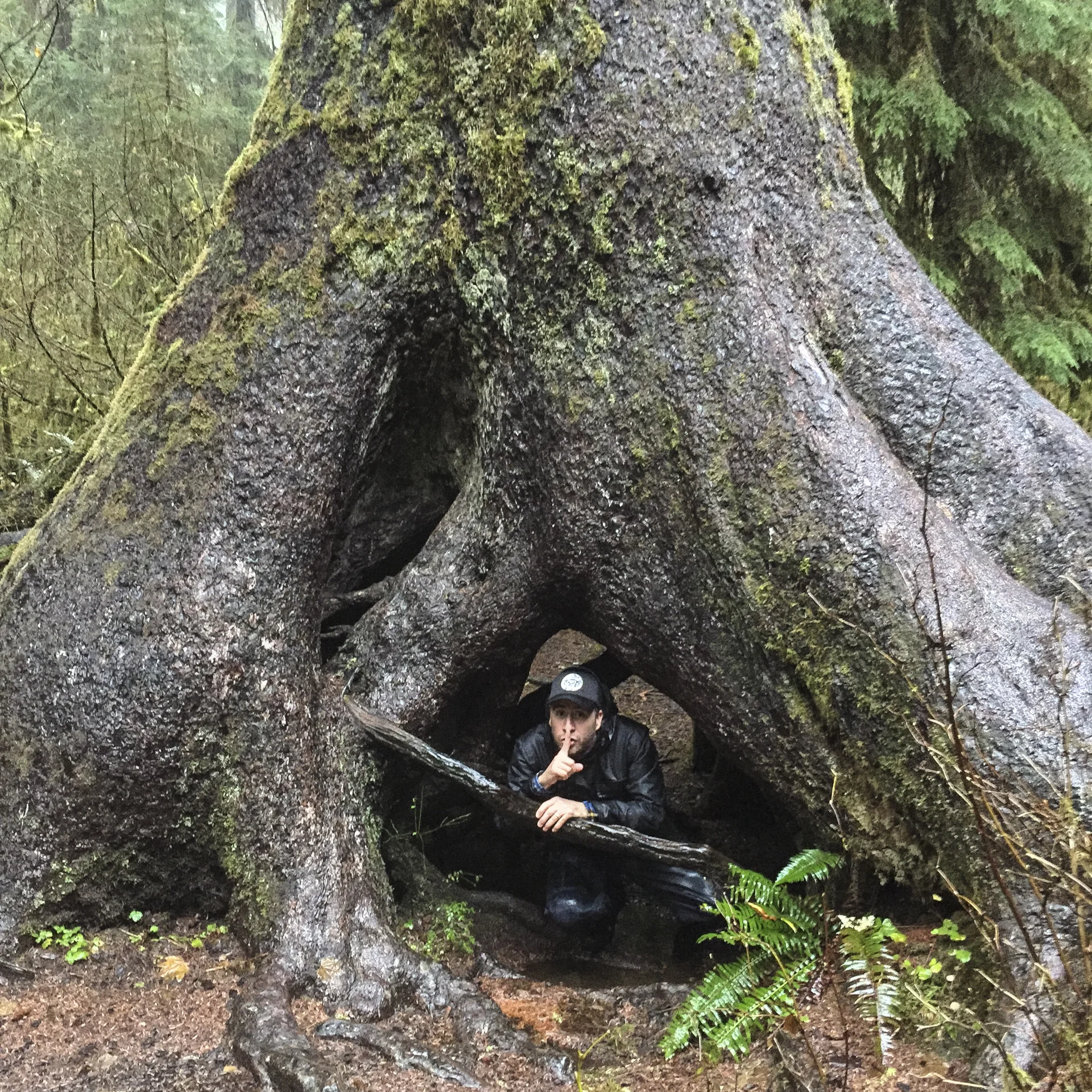 Stuart in the Hall of Mosses trail. Not even one of the biggest trees!