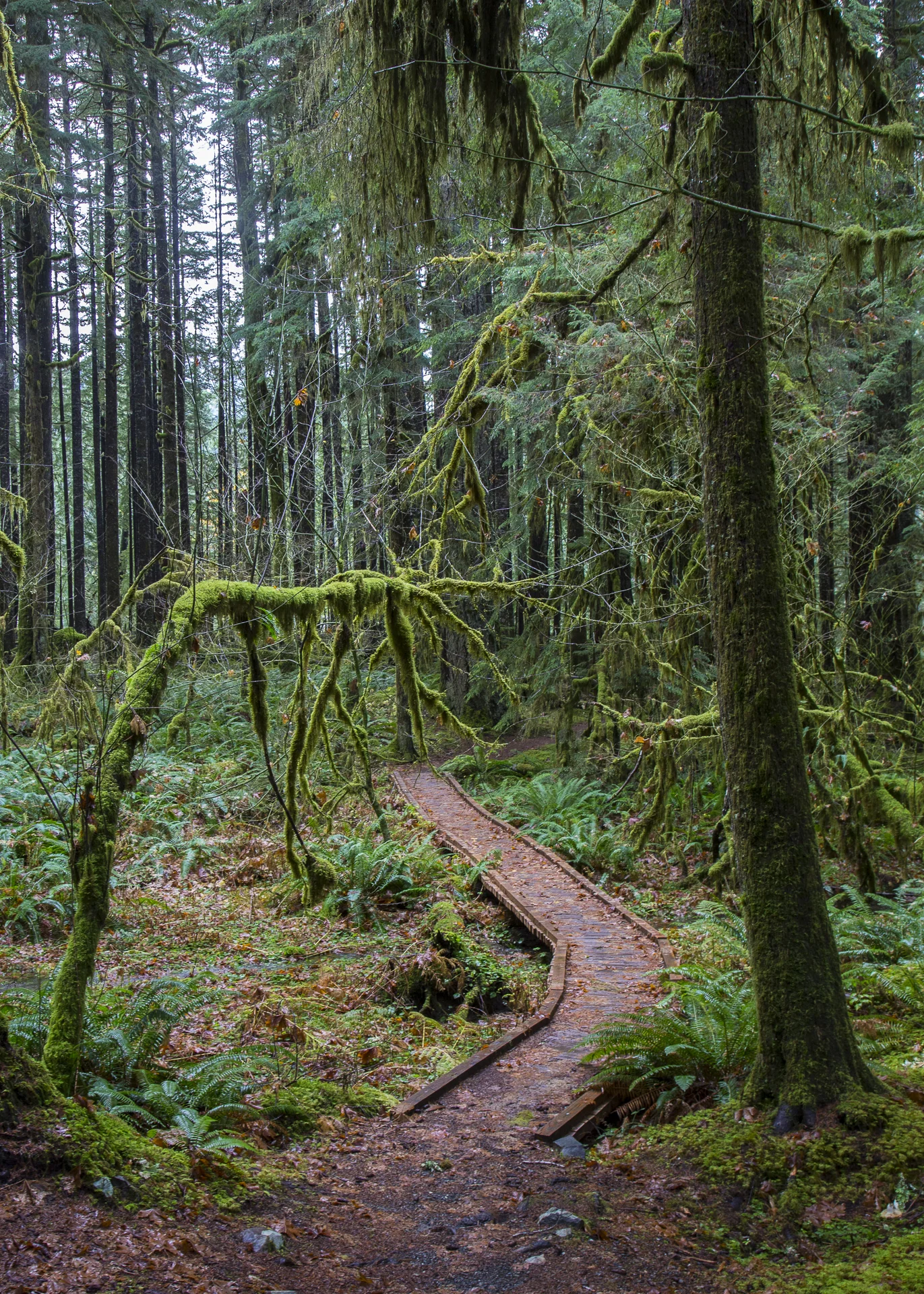The start of the Ancient Groves trail.