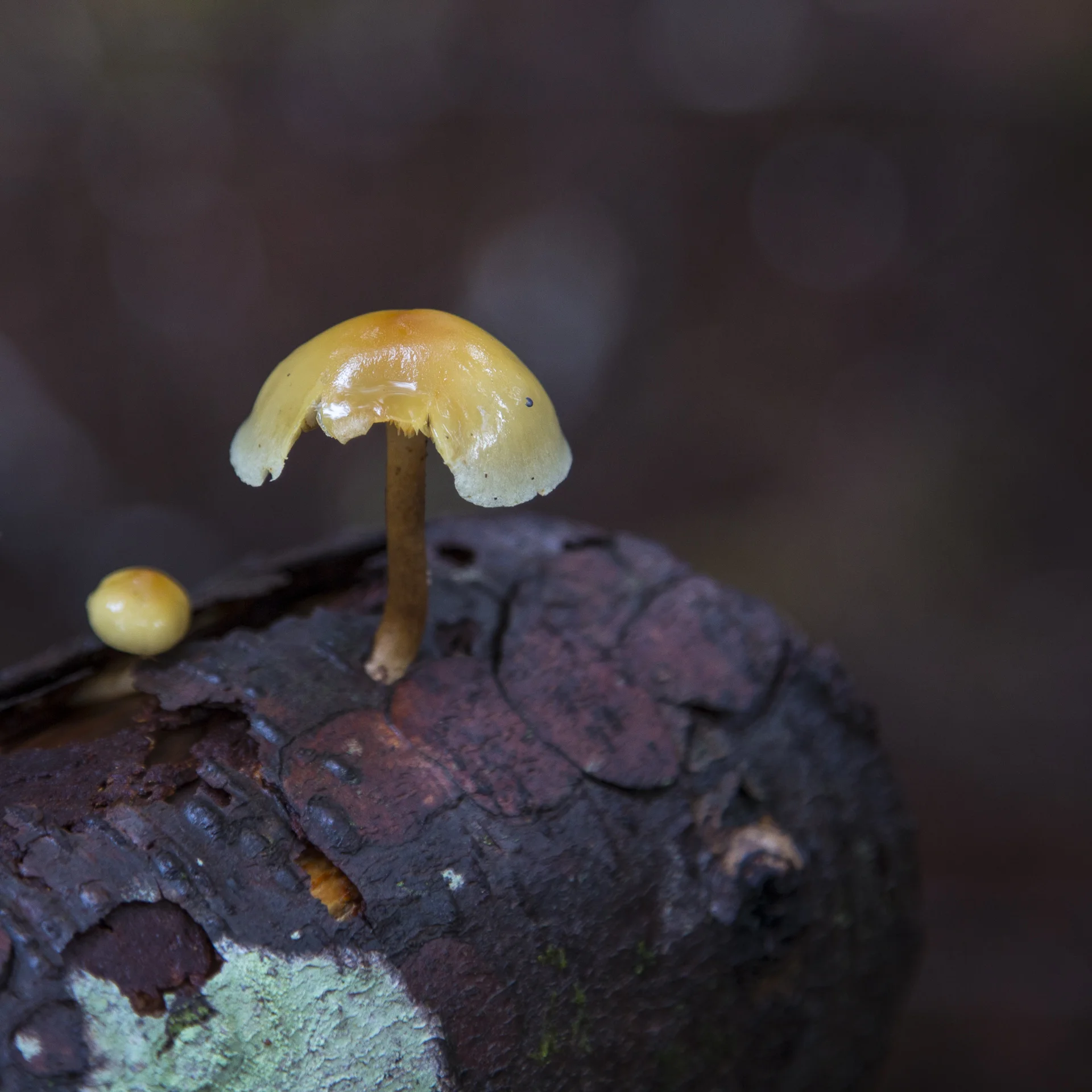 mushroom