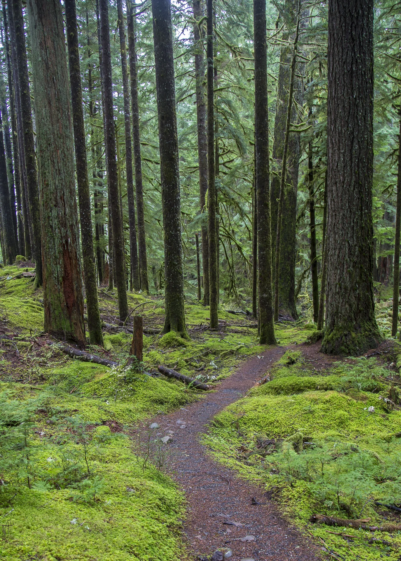 Olympic NP-61.jpg