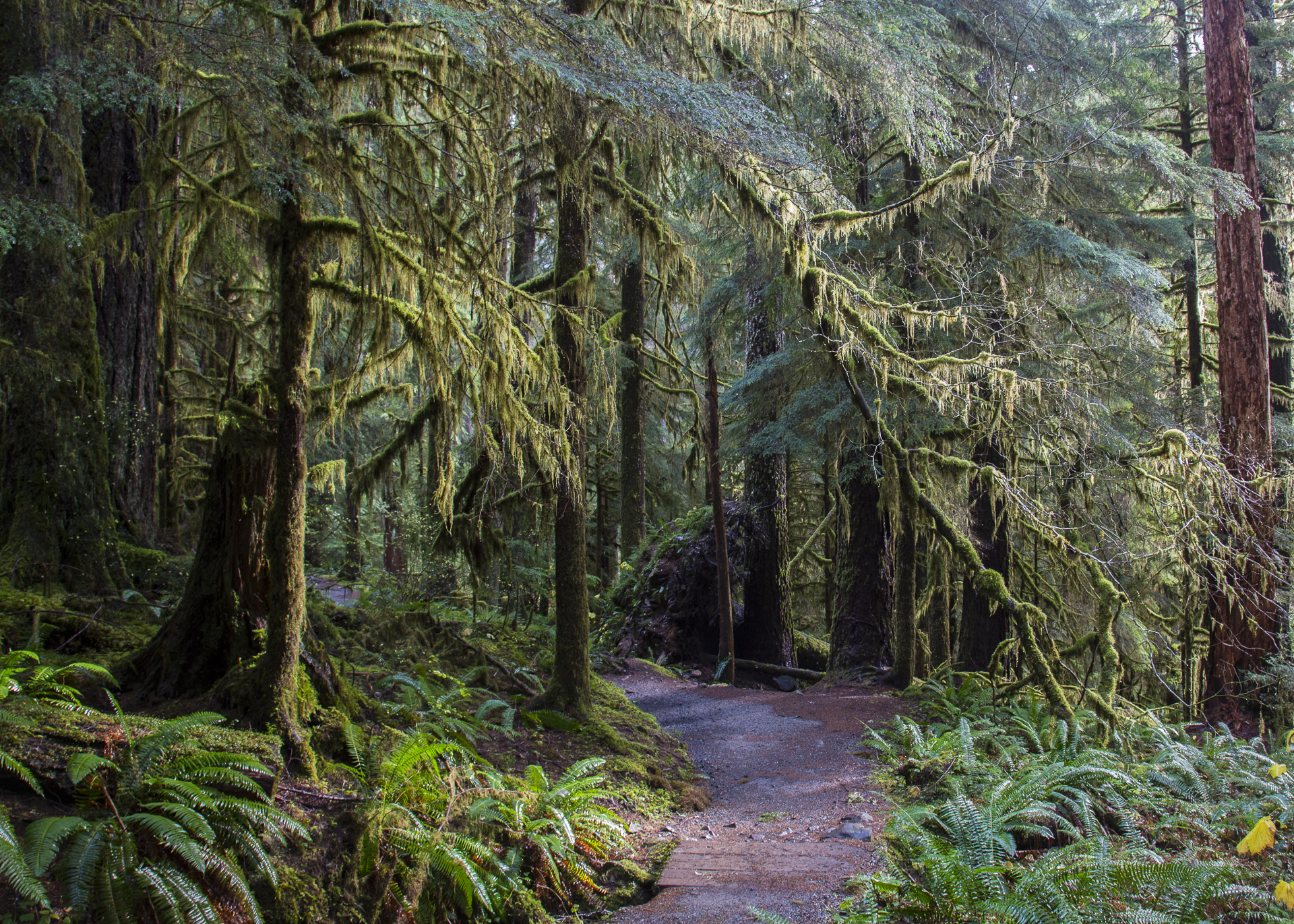 Another beautiful trail through the lush rainforest.