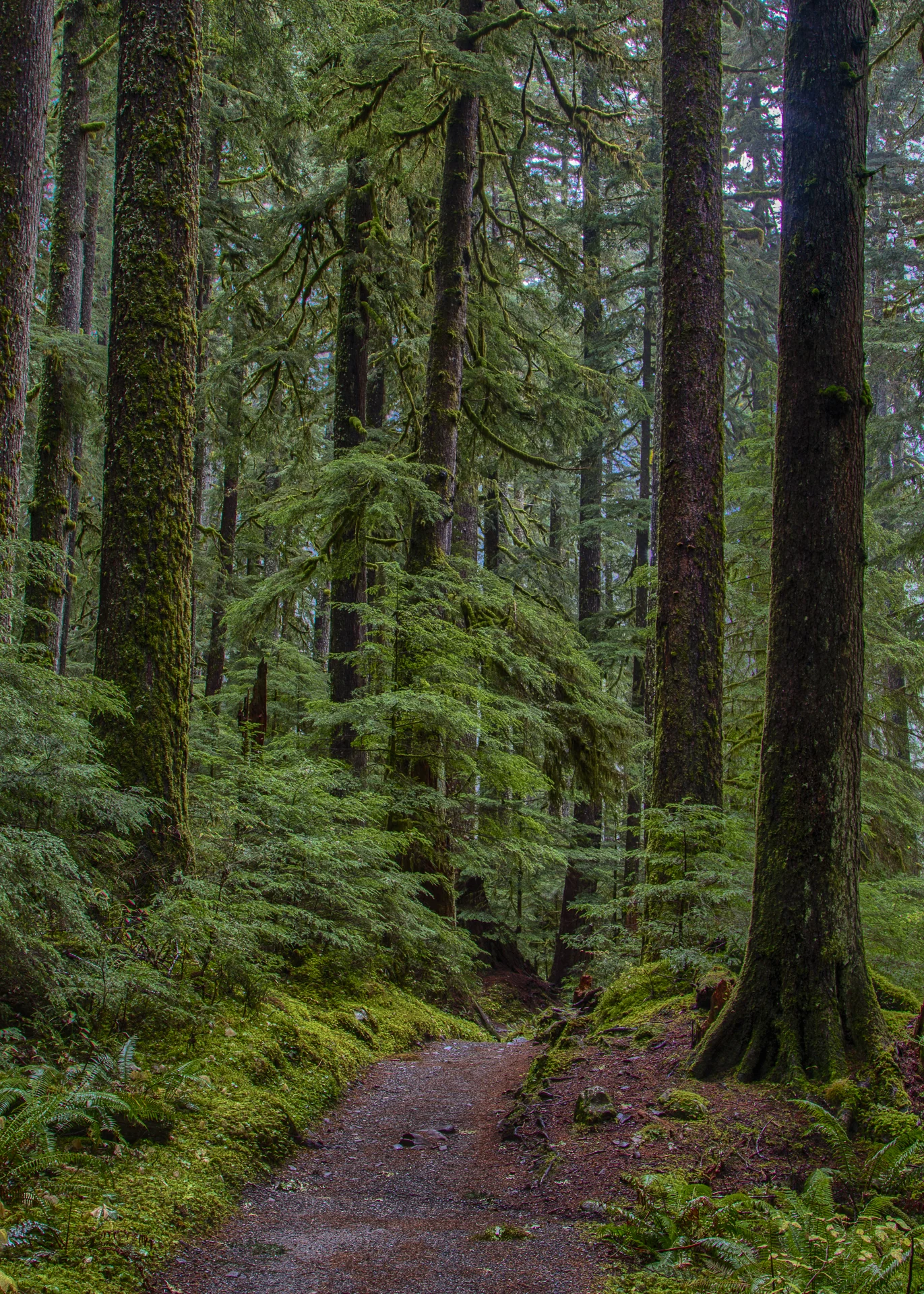 More amazing scenery along the Sol Duc Falls trail.
