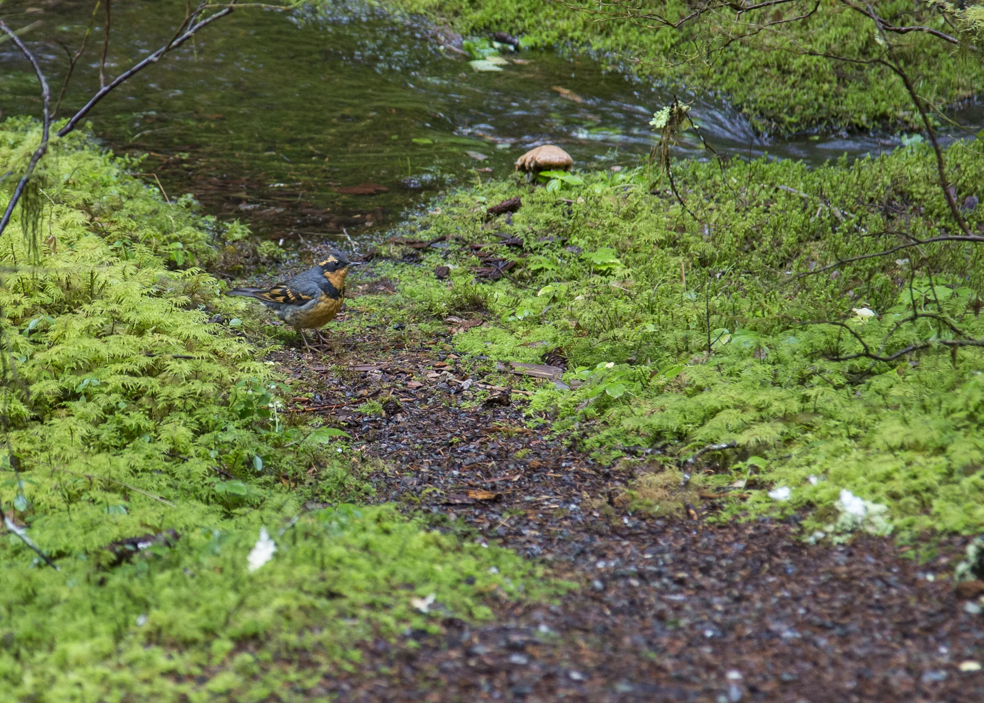 Varied Thrush. We had see a few of these around over the course of the weekend. Apparently they're pretty common in the area, but were new to me. Very pretty bird.