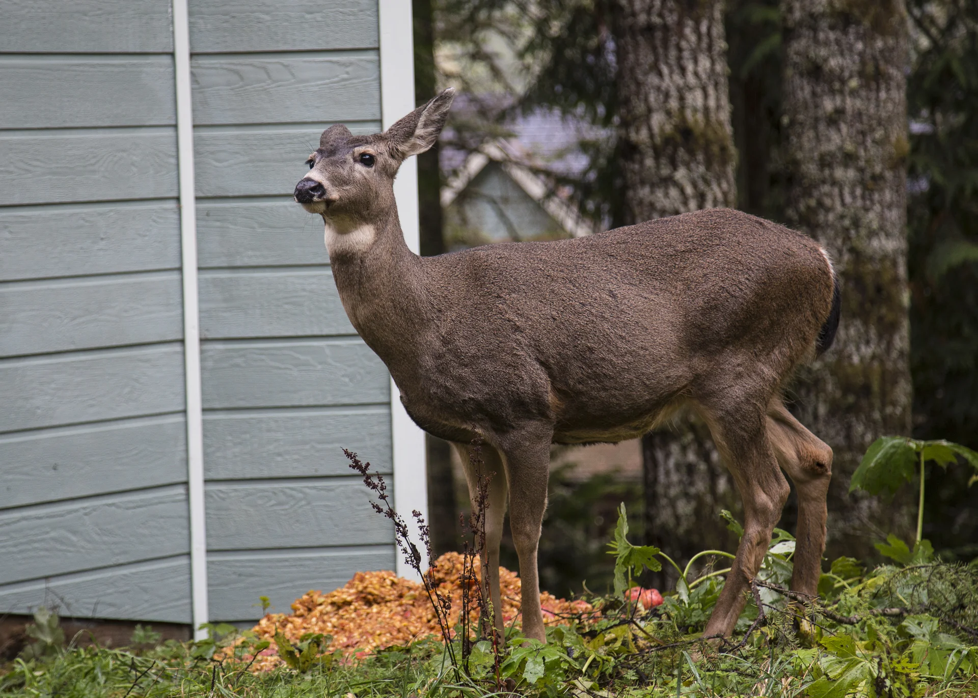 The deer were unafraid...