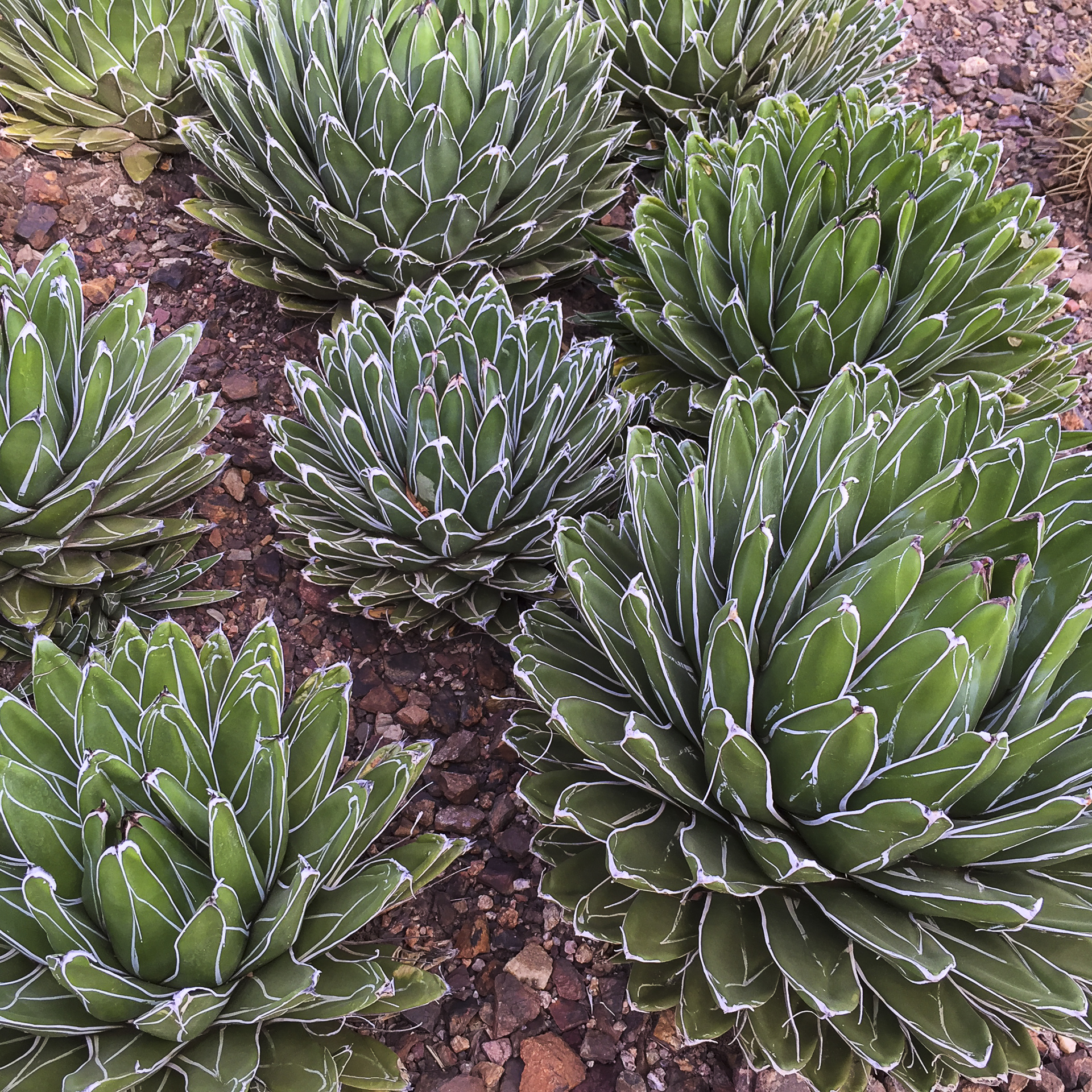 Scottsdale-16.jpg
