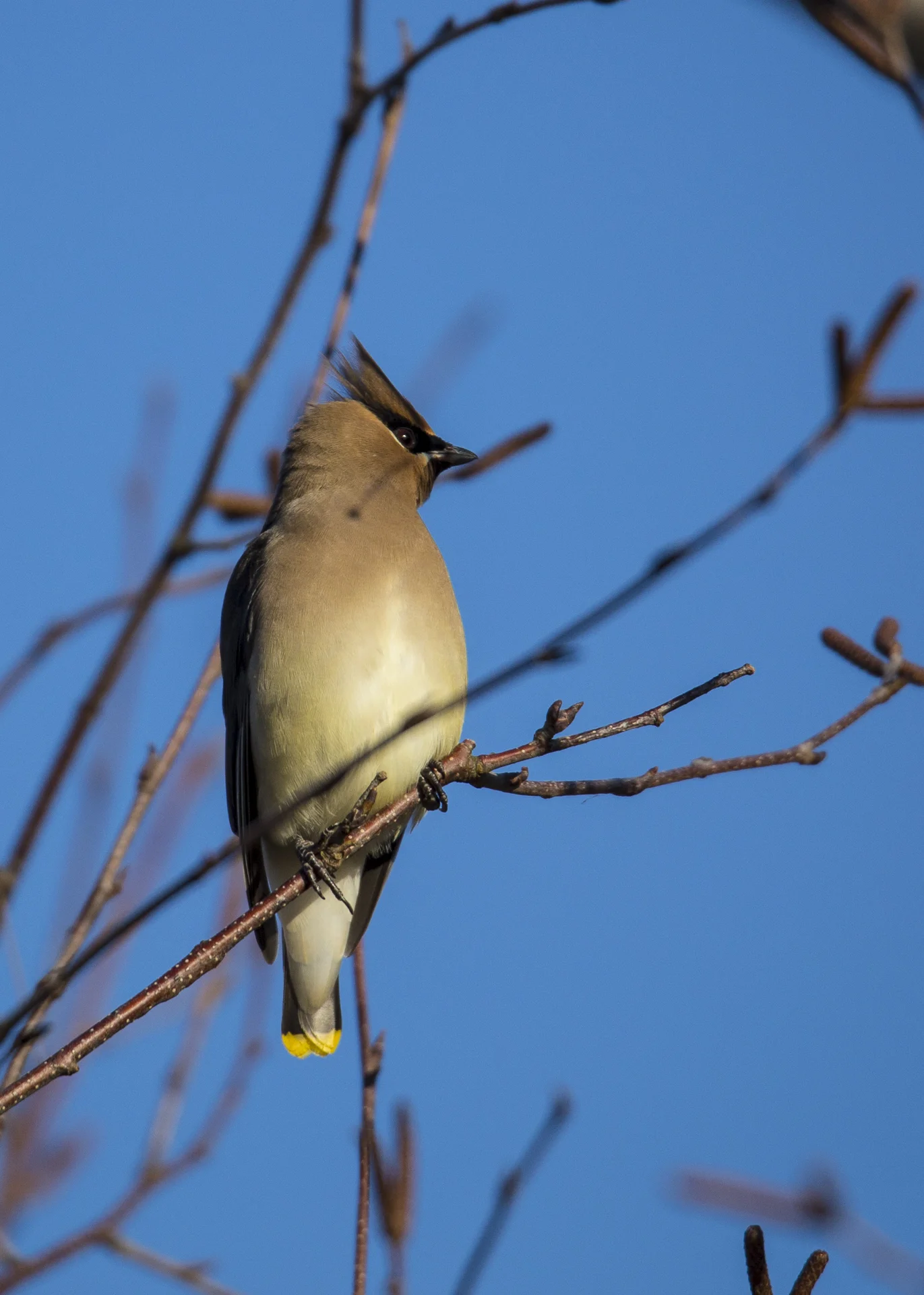 Cedar Waxwing