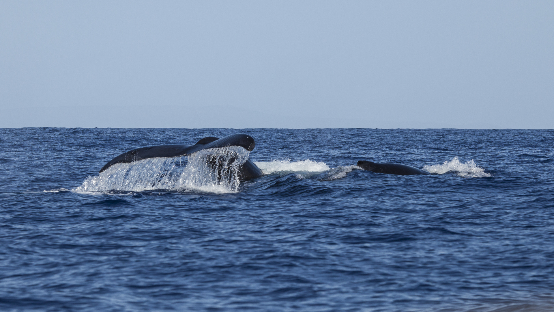 2012 02 Whale Watching-5.jpg