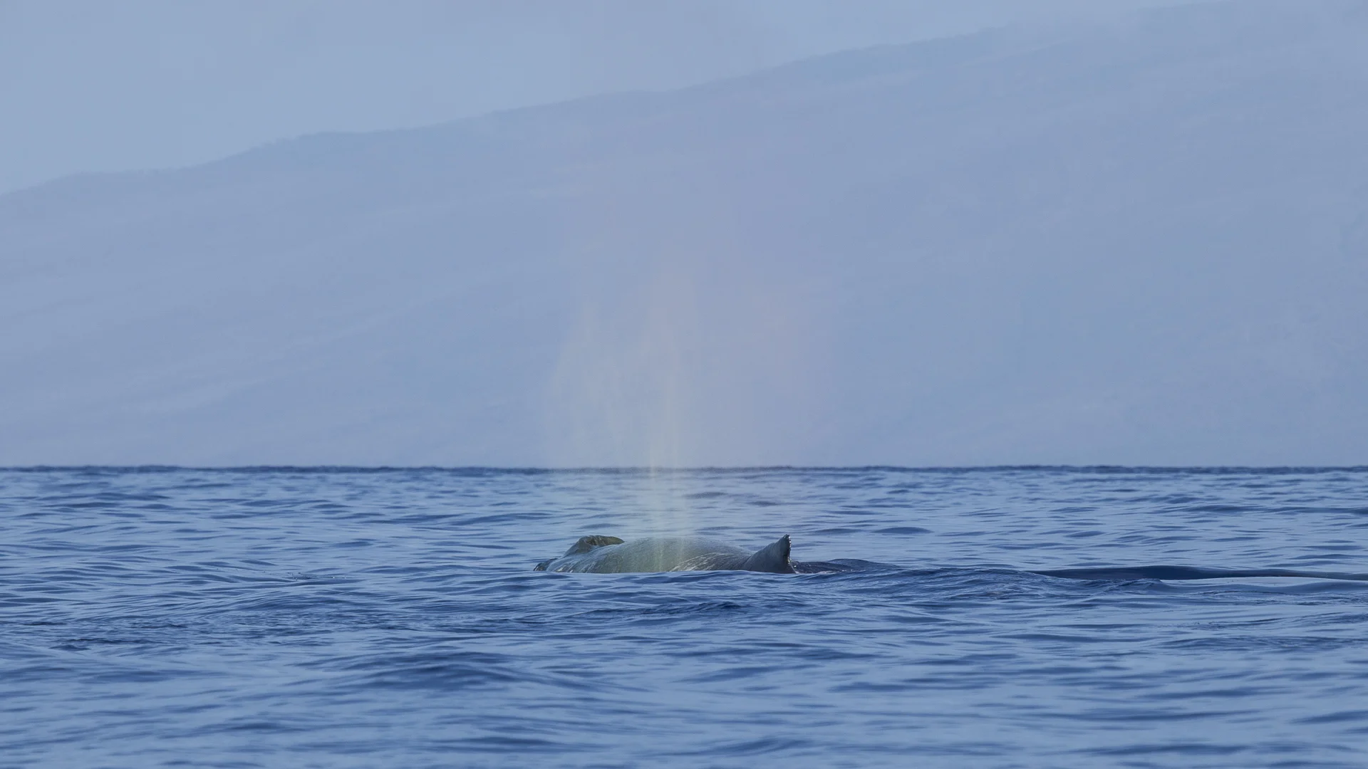 2012 02 Whale Watching-8.jpg
