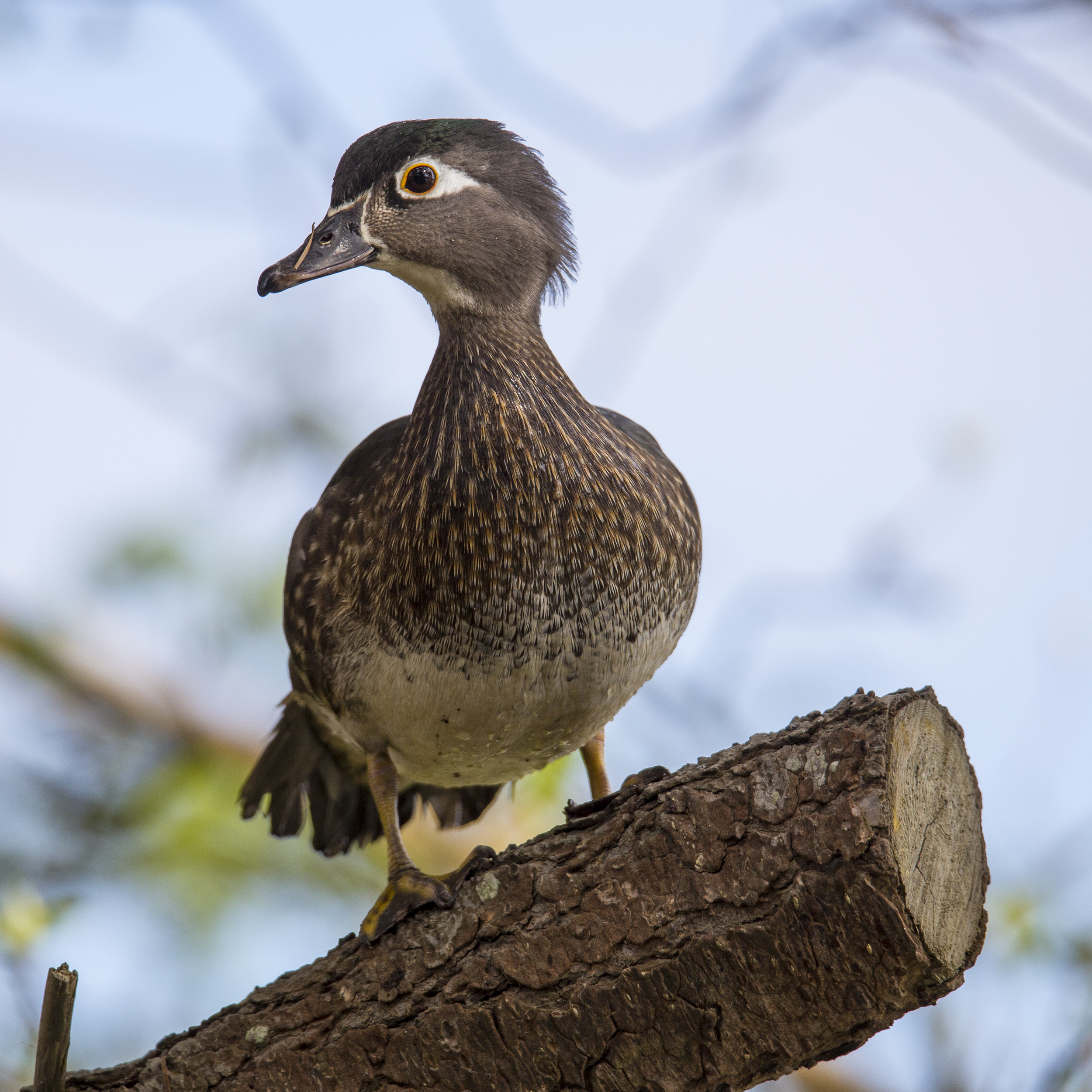 Female Wood Duck