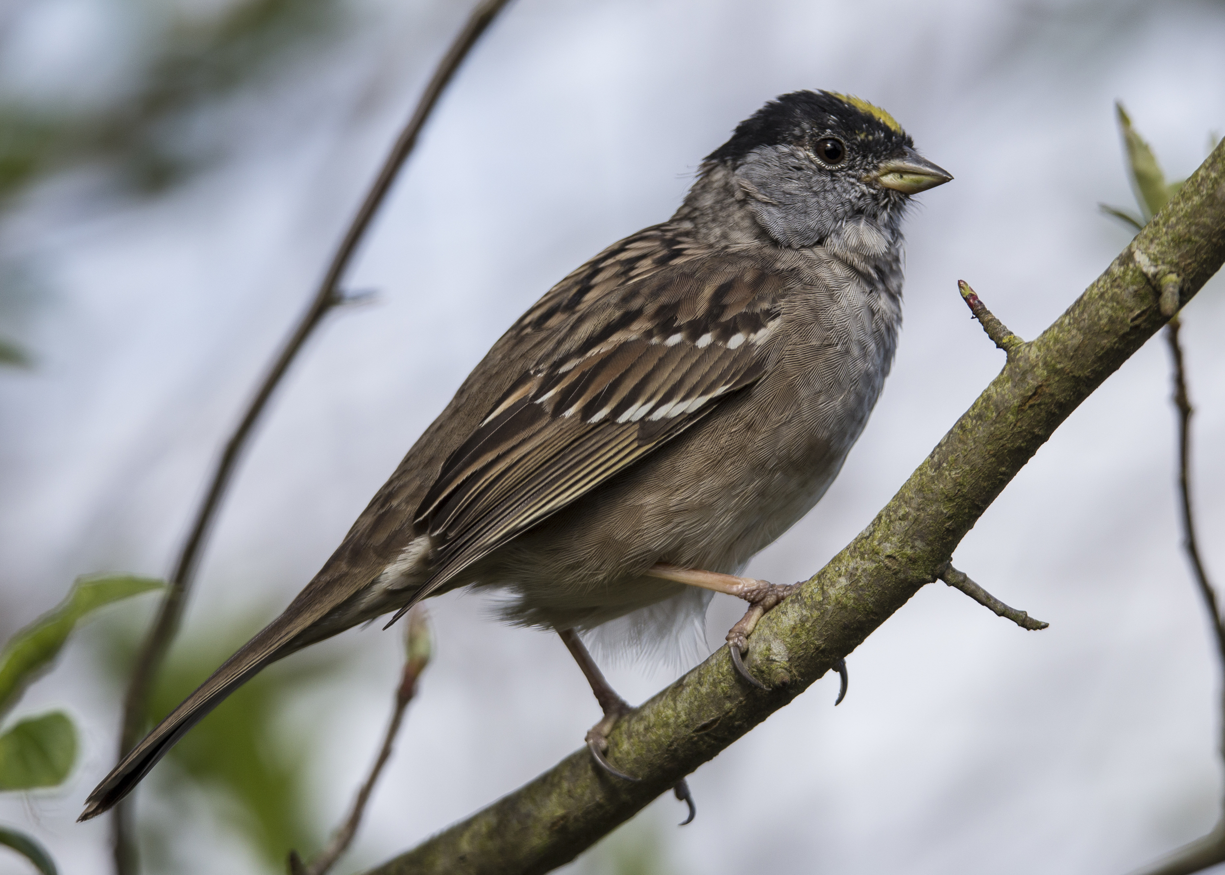 Golden-crowned Sparrow