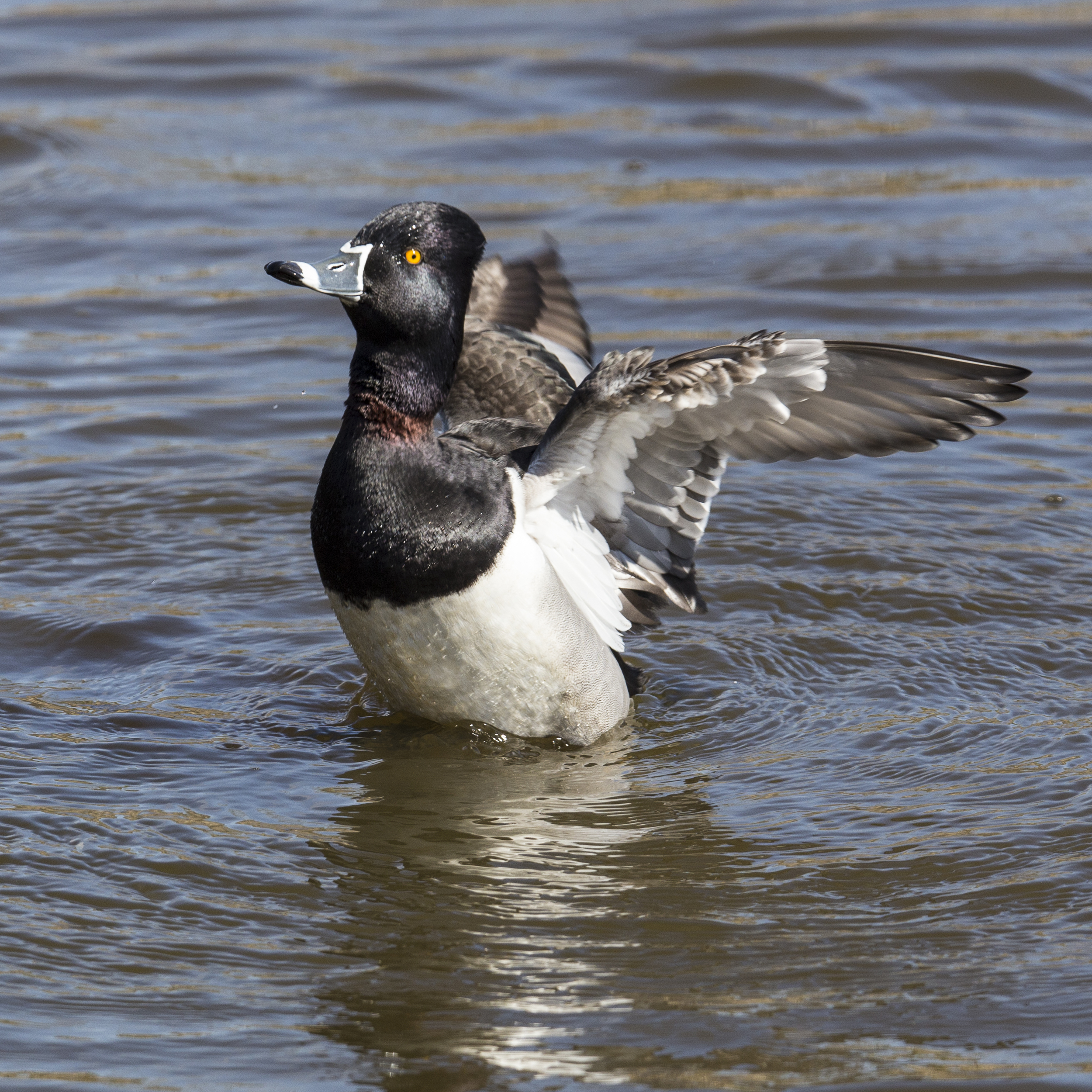 Ring-necked duck