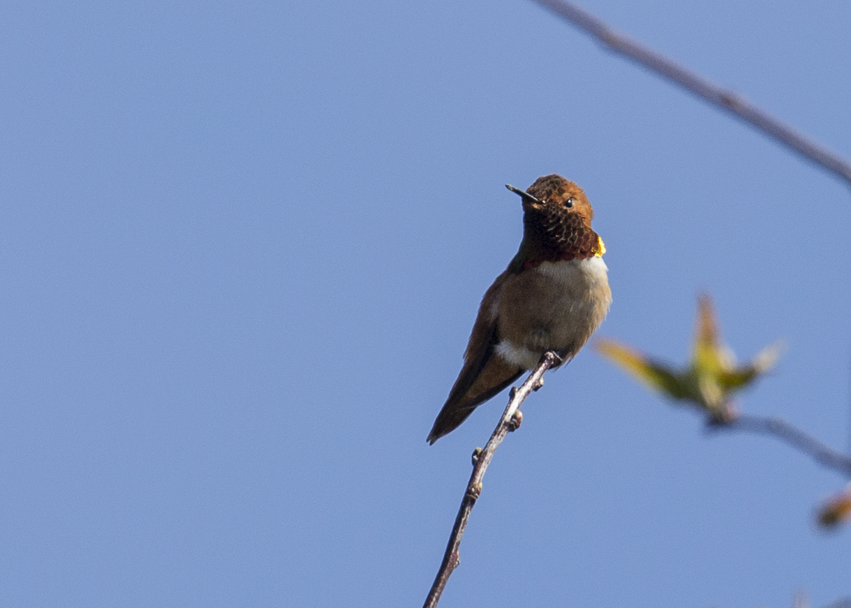 Male Anna's Hummingbird