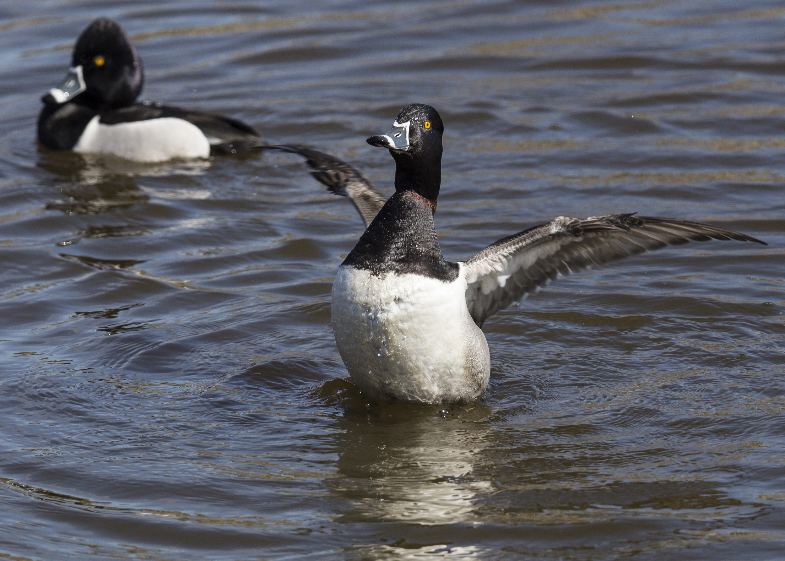 Ring-necked duck