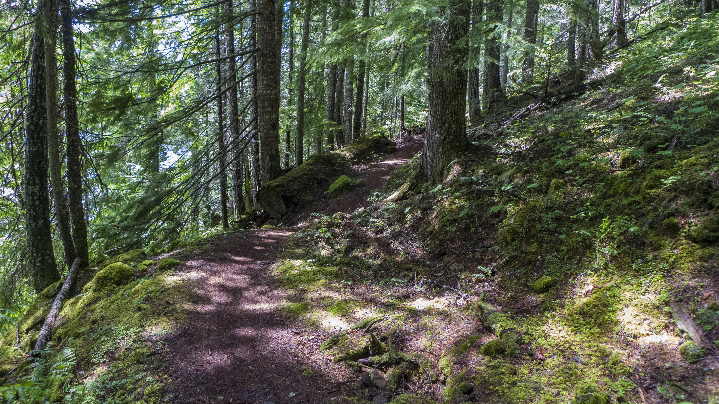 Typical single track along the trail.