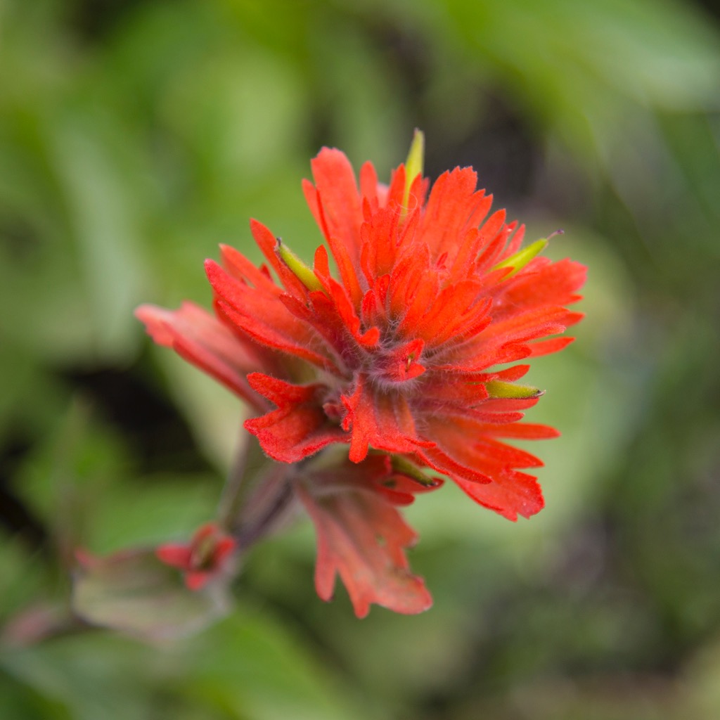  These red flowers are probably my favorites and were abundant during large stretches of the hike. 