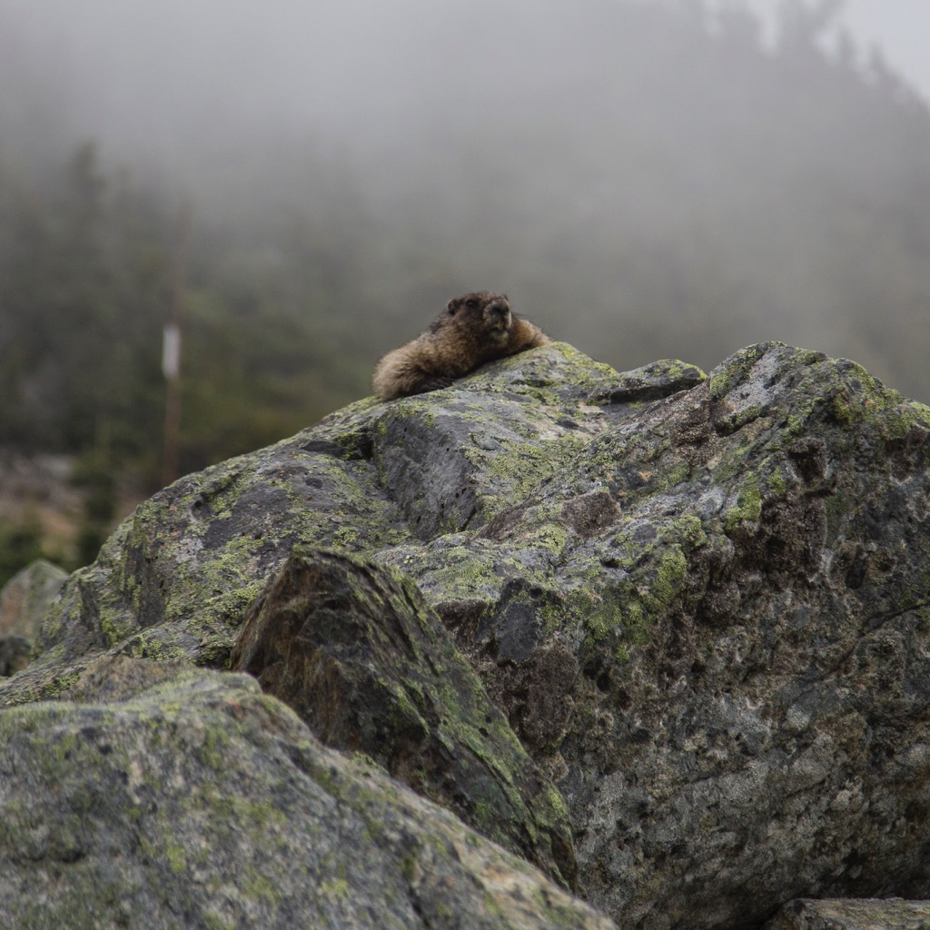  Marmot! 