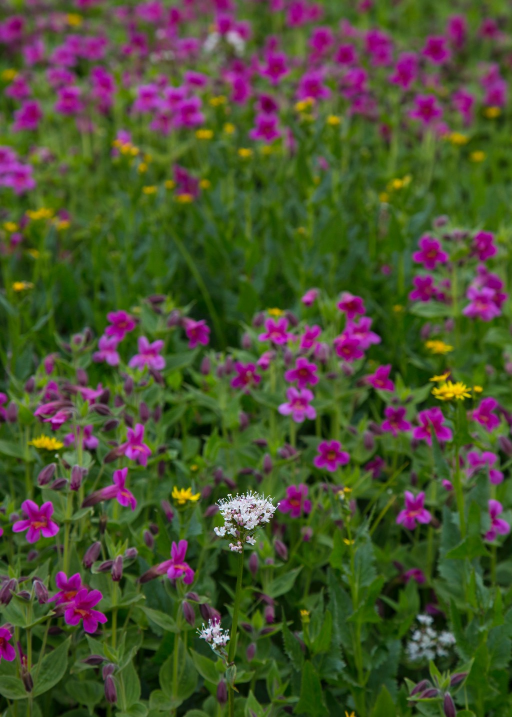  It's really hard to capture how many flowers there are on the mountain. 