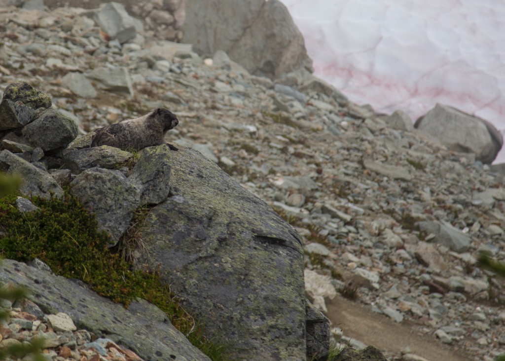  This marmot was sitting right beside the trail. He let us get pretty close, before diving for his hole. 