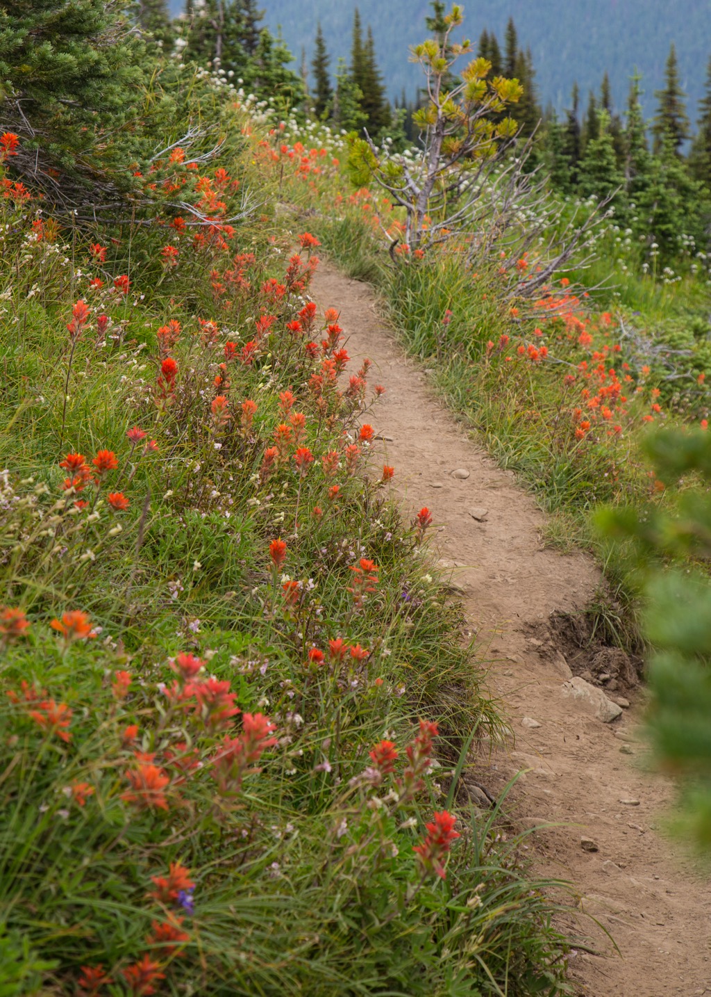  My red wildflowers lined the trail through this stretch of the hike. 