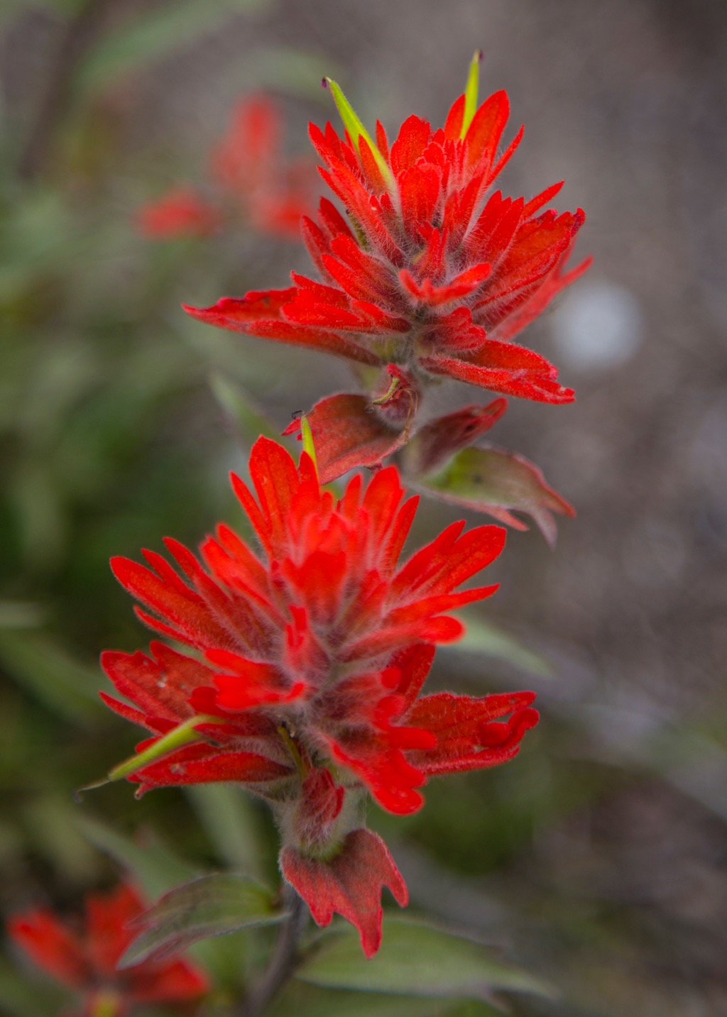  These were the most vibrant of the red flowers. They ranged from a pale orange through this vibrant red. 