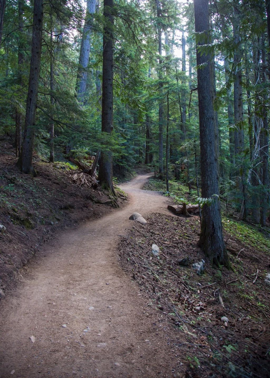 Heading up the trail. This was what most of our day looked like.