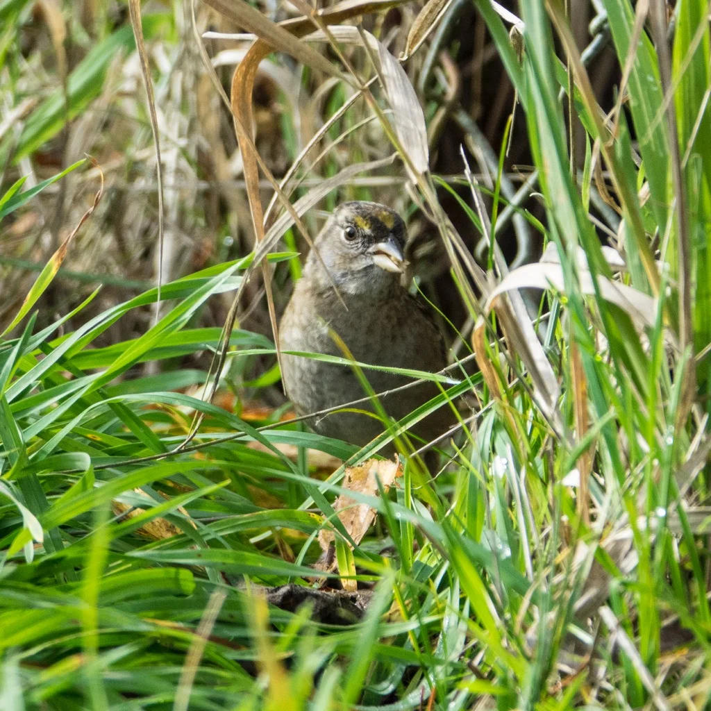 Reifel SONY Test - 16.jpg