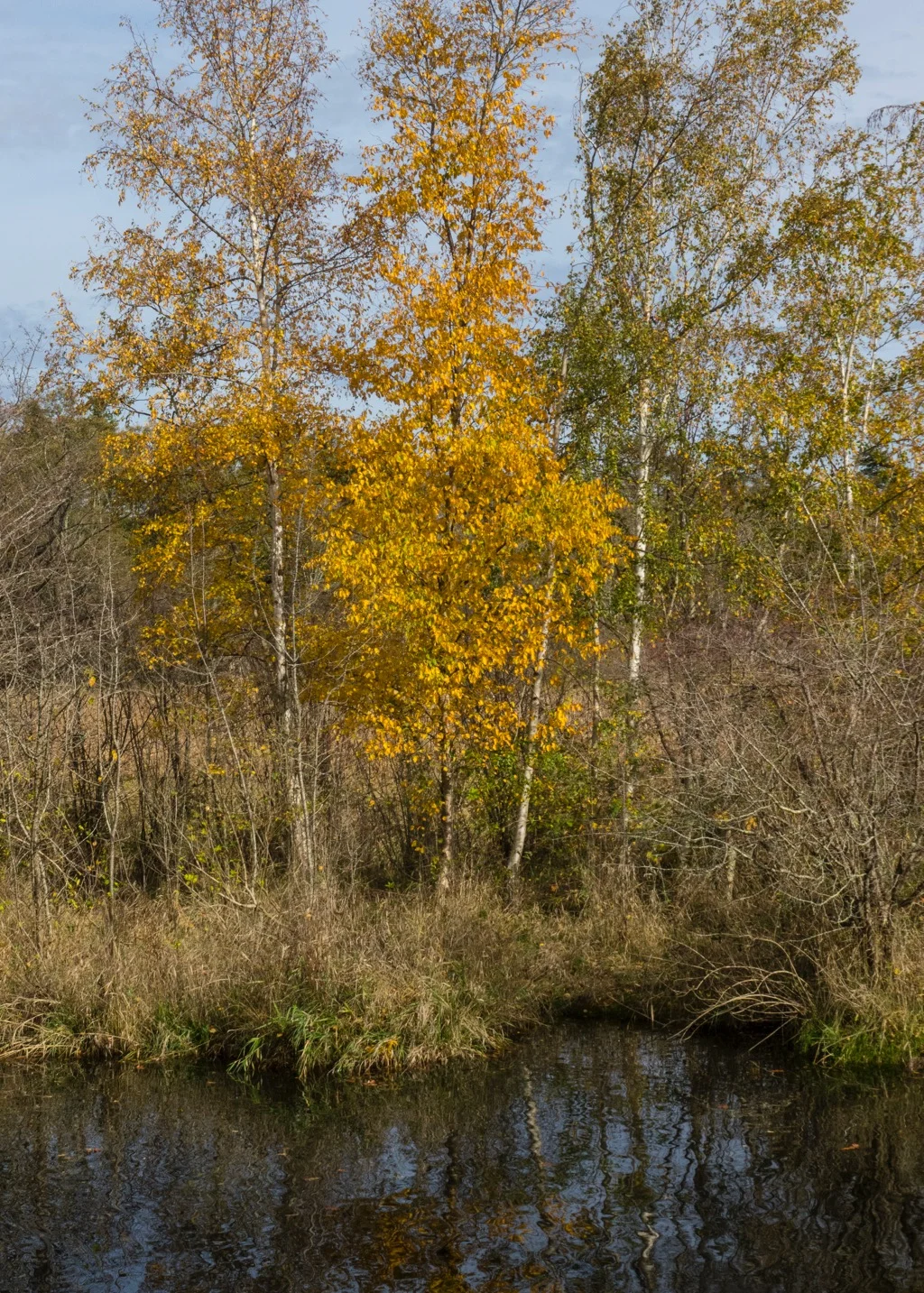 Reifel SONY Test - 25.jpg