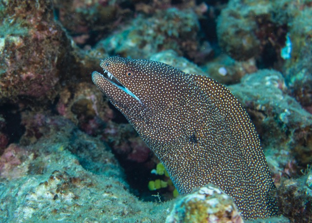 A pretty big moray ell that we saw on the first dive.
