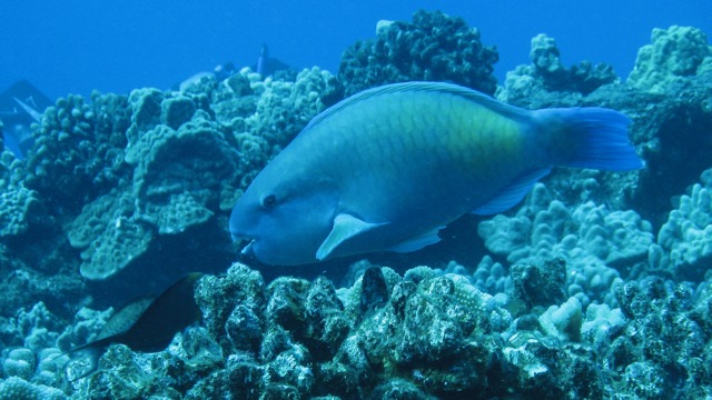 Maui Diving and Driving - 16.jpg