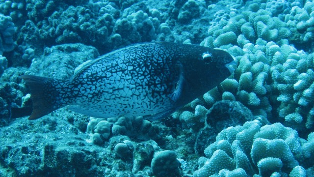 Maui Diving and Driving - 17.jpg