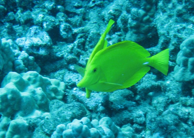 Maui Diving and Driving - 18.jpg