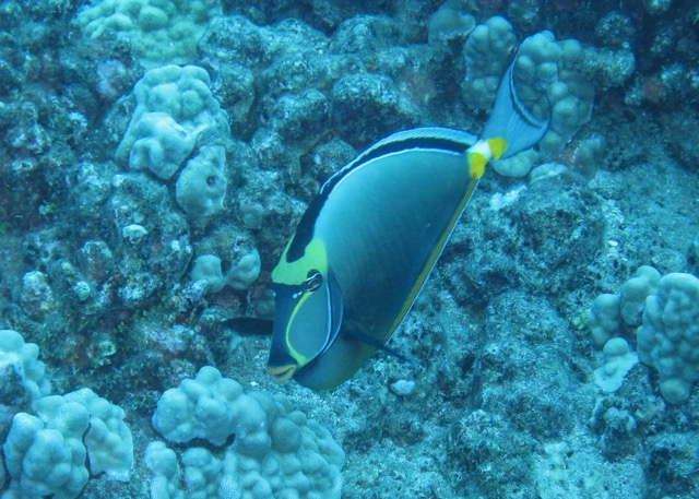 Maui Diving and Driving - 20.jpg
