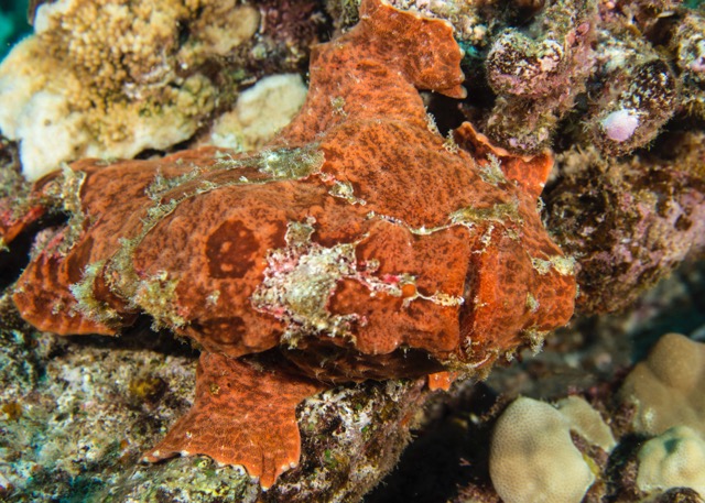 Maui Diving and Driving - 31.jpg