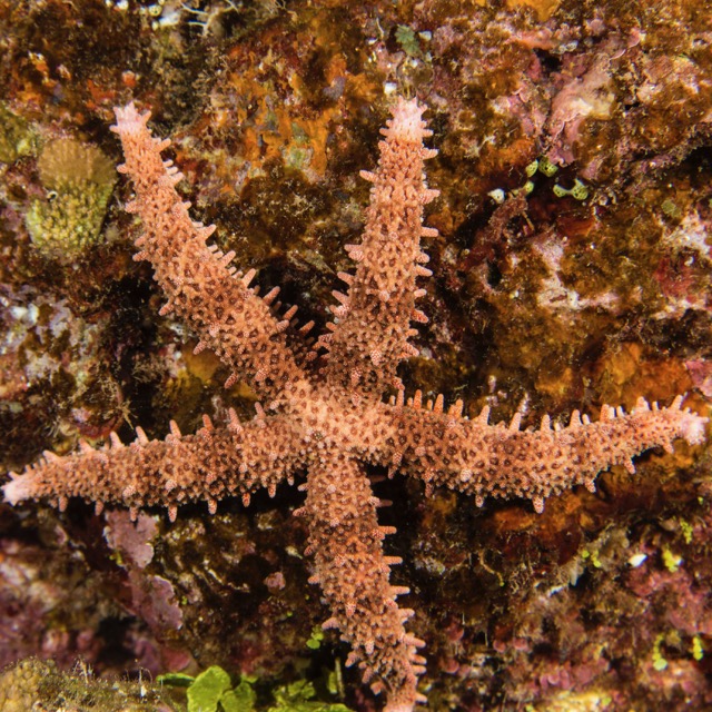 Maui Diving and Driving - 33.jpg