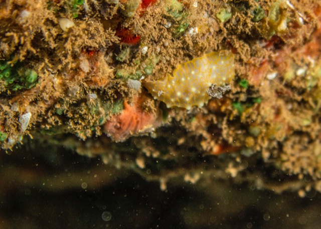 A nudibranch on the reef.
