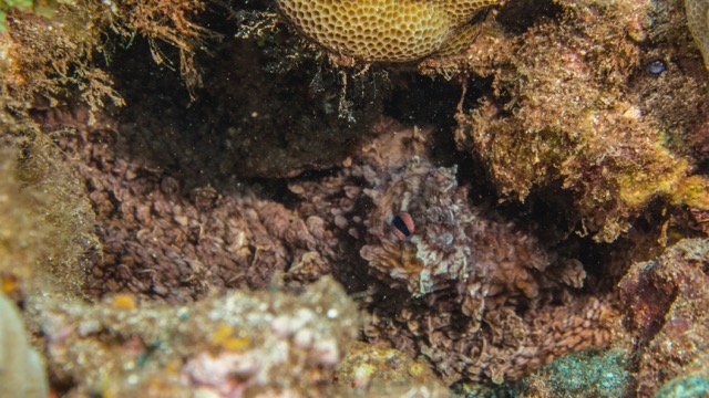 An octopus, hiding in a crevice. 