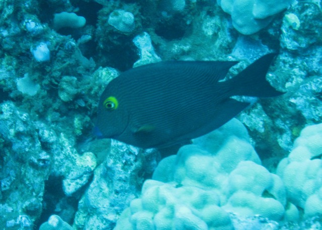 Maui Diving and Driving - 22.jpg