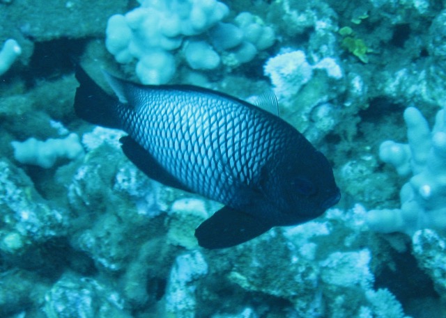 Maui Diving and Driving - 23.jpg