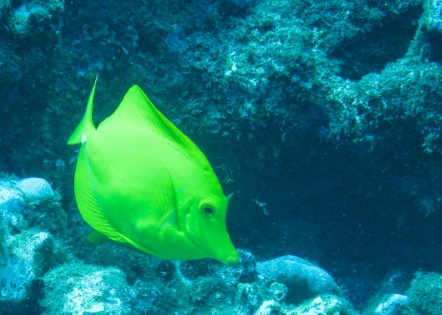 Maui Diving and Driving - 26.jpg